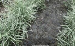 Silver Mist Mondo Grass - 6 Pack Of Pint Pots -Garden Plant Store ophiopogon japonicus silver20mist modo grass 4