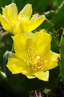 Eastern Prickly Pear Cactus (Opuntia Humifusa) - 3 Gallon Pot -Garden Plant Store opuntia humifusa eastern prickly pear cactus 1