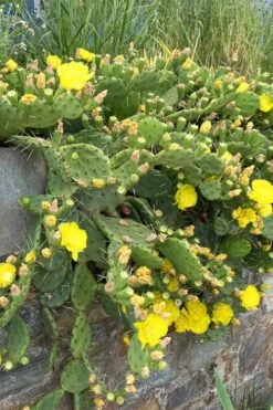 Eastern Prickly Pear Cactus (Opuntia Humifusa) - 3 Gallon Pot -Garden Plant Store opuntia humifusa eastern prickly pear cactus 10