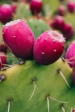 Eastern Prickly Pear Cactus (Opuntia Humifusa) - 3 Gallon Pot -Garden Plant Store opuntia humifusa eastern prickly pear cactus 12