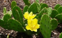 Eastern Prickly Pear Cactus (Opuntia Humifusa) - 3 Gallon Pot -Garden Plant Store opuntia humifusa eastern prickly pear cactus 3