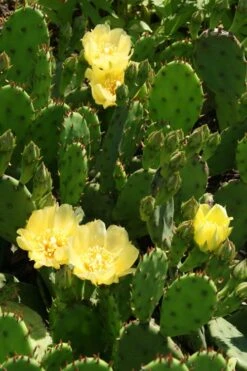 Eastern Prickly Pear Cactus (Opuntia Humifusa) - 3 Gallon Pot -Garden Plant Store opuntia humifusa eastern prickly pear cactus 4