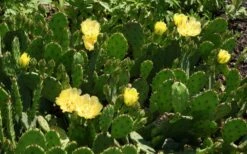Eastern Prickly Pear Cactus (Opuntia Humifusa) - 3 Gallon Pot -Garden Plant Store opuntia humifusa eastern prickly pear cactus 5