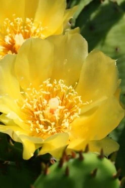 Eastern Prickly Pear Cactus (Opuntia Humifusa) - 3 Gallon Pot -Garden Plant Store opuntia humifusa eastern prickly pear cactus 6