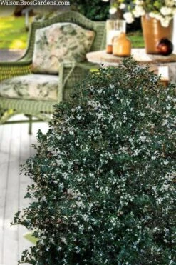 Party Princess 'Kaori Hime' Fragrant Tea Olive - 1 Gallon Pot -Garden Plant Store osmanthus heterophyllus kaori hime party princess tea olive 15