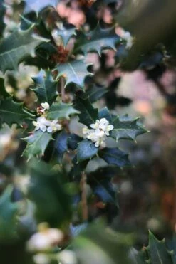 Party Princess 'Kaori Hime' Tea Olive - 7 Gallon Pot (2-3') -Garden Plant Store osmanthus kaori hime party princess tea olive 1 1