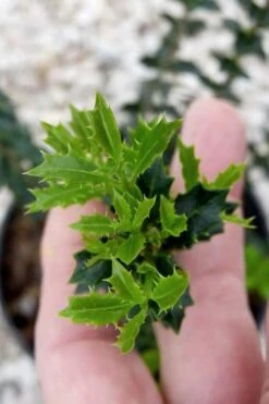 Party Princess 'Kaori Hime' Tea Olive - 7 Gallon Pot (2-3') -Garden Plant Store osmanthus kaori hime party princess tea olive 2 1