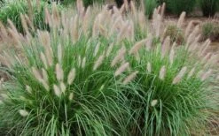 Etouffee Hardy Fountain Grass (Pennisetum Alopecuroides) - 1 Gallon Pot -Garden Plant Store pennisetum alopecuroides etouffee fountain grass 4