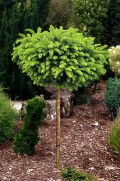 Little Gem Dwarf Norway Spruce Tree (Single Trunk) - 2 Gallon Pot -Garden Plant Store picea abies little gem dwarf norway spruce tree 1