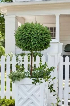 Little Gem Dwarf Norway Spruce Tree (Single Trunk) - 2 Gallon Pot -Garden Plant Store picea abies little gem dwarf norway spruce tree 5