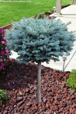 Dwarf Globe Blue Spruce Topiary Tree (Picea Pungens 'Globosa') - 5 Gallon Pot -Garden Plant Store picea pungens glauca globosa dwarf globe colorado blue spruce topiary tree 2