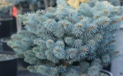 Dwarf Globe Blue Spruce Topiary Tree (Picea Pungens 'Globosa') - 5 Gallon Pot -Garden Plant Store picea pungens globosa dwarf globe blue spruce 2