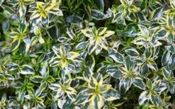 Miss Lemon Dwarf Abelia - 1 Gallon Pot -Garden Plant Store picture abelialemonzest