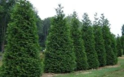 Green Giant Arborvitae - 7 Gallon Pot (3-4') -Garden Plant Store picture arborvitae green giant 2