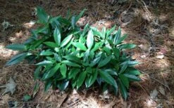 Dwarf Green Aucuba - Japanese Laurel - 1 Gallon Pot -Garden Plant Store picture aucuba dwarf green shrub