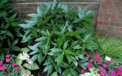 Sawtoothed Aucuba Serratifolia - 3 Gallon Pot -Garden Plant Store picture aucuba sawtoothed 1