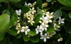 Green Pittosporum (Japanese Mock Orange) - 3 Gallon Pot -Garden Plant Store pittosporum20green203