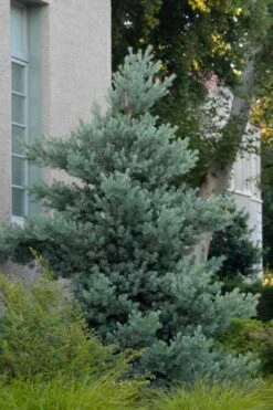 Blue Podocarpus Yew - 3 Gallon Pot -Garden Plant Store podocarpus elongatus blue podocarpus 1