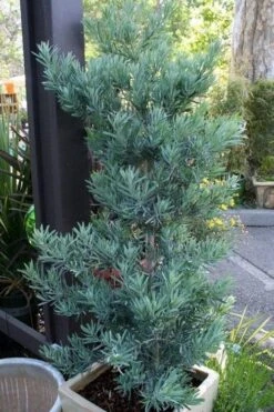 Blue Podocarpus Yew - 3 Gallon Pot -Garden Plant Store podocarpus elongatus blue podocarpus 4