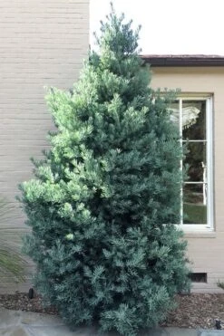 Blue Podocarpus Yew - 3 Gallon Pot -Garden Plant Store podocarpus elongatus blue podocarpus 5