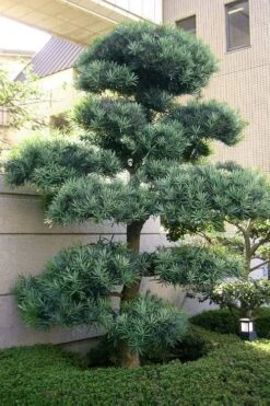 Blue Podocarpus Yew - 3 Gallon Pot -Garden Plant Store podocarpus elongatus blue podocarpus 6