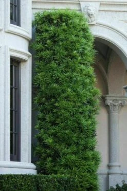 Podocarpus Macrophyllus Upright Yew - 7 Gallon Pot (3-4') 12 Podocarpus Macrophyllus Upright Yew - 7 Gallon Pot (3-4') -Garden Plant Store podocarpus macrophyllus upright yew 104 1