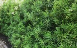 Podocarpus Macrophyllus Upright Yew - 7 Gallon Pot (4-5') -Garden Plant Store podocarpus macrophyllus upright yew 105