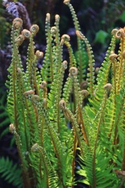 Western Sword Fern (Polystichum Munitum) - 1 Gallon Pot -Garden Plant Store polystichum munitum western sword fern 10