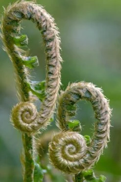 Western Sword Fern (Polystichum Munitum) - 1 Gallon Pot -Garden Plant Store polystichum munitum western sword fern 2
