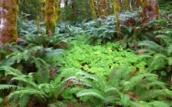 Western Sword Fern (Polystichum Munitum) - 1 Gallon Pot -Garden Plant Store polystichum munitum western sword fern 20