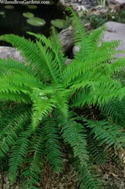 Western Sword Fern (Polystichum Munitum) - 1 Gallon Pot -Garden Plant Store polystichum munitum western sword fern 4