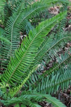 Western Sword Fern (Polystichum Munitum) - 1 Gallon Pot -Garden Plant Store polystichum munitum western sword fern 5