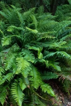Western Sword Fern (Polystichum Munitum) - 1 Gallon Pot -Garden Plant Store polystichum munitum western sword fern 8