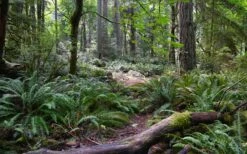 Western Sword Fern (Polystichum Munitum) - 1 Gallon Pot -Garden Plant Store polystichum munitum western sword fern 9