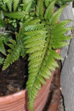 Korean Rock Fern - 1 Gallon Pot -Garden Plant Store polystichum tsus simense korean rock fern 1 1