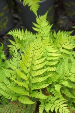 Korean Rock Fern - 1 Gallon Pot -Garden Plant Store polystichum tsus simense korean rock fern 4 1