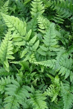 Korean Rock Fern - 1 Gallon Pot -Garden Plant Store polystichum tsus simense korean rock fern 5 1