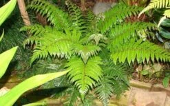 Korean Rock Fern - 6 Pack Of 1 Gallon Pots -Garden Plant Store polystichum tsus simense korean rock fern 6