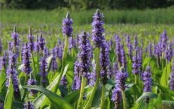 Heartleaf Purple Pickerel Weed (Pontaderia Cordata) - 1 Gallon Pot -Garden Plant Store pontederia cordata pickerel weed 2