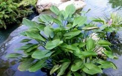 Heartleaf Purple Pickerel Weed (Pontaderia Cordata) - 1 Gallon Pot -Garden Plant Store pontederia cordata pickerel weed 3