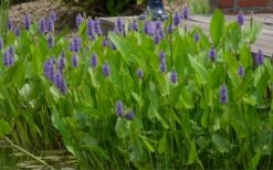 Heartleaf Purple Pickerel Weed (Pontaderia Cordata) - 8 Pack Of 1 Gallon Pot -Garden Plant Store pontederia cordata pickerel weed 4 1