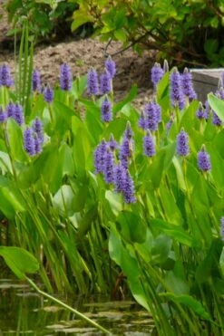 Heartleaf Purple Pickerel Weed (Pontaderia Cordata) - 1 Gallon Pot -Garden Plant Store pontederia cordata pickerel weed 5