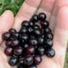 Wild Black Cherry Tree - 3 Gallon Pot