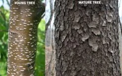 Wild Black Cherry Tree - 3 Gallon Pot 19 Wild Black Cherry Tree - 3 Gallon Pot -Garden Plant Store prunus serotina wild black cherry tree 10