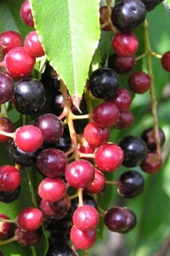 Wild Black Cherry Tree - 3 Gallon Pot 14 Wild Black Cherry Tree - 3 Gallon Pot -Garden Plant Store prunus serotina wild black cherry tree 4