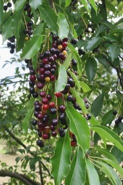 Wild Black Cherry Tree - 3 Gallon Pot 16 Wild Black Cherry Tree - 3 Gallon Pot -Garden Plant Store prunus serotina wild black cherry tree 5