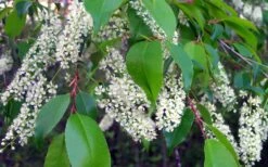 Wild Black Cherry Tree - 3 Gallon Pot 17 Wild Black Cherry Tree - 3 Gallon Pot -Garden Plant Store prunus serotina wild black cherry tree 8