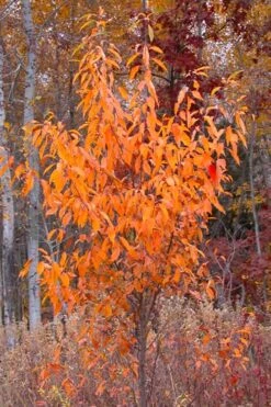 Wild Black Cherry Tree - 3 Gallon Pot 18 Wild Black Cherry Tree - 3 Gallon Pot -Garden Plant Store prunus serotina wild black cherry tree 9