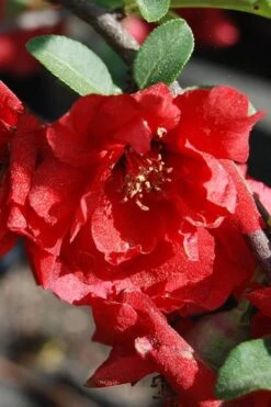 Iwai Nishiki Red Flowering Quince - 1 Gallon Pot -Garden Plant Store quince iwai nishiki