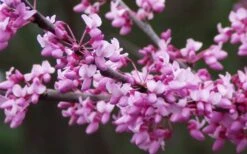Eastern Redbud - 1 Gallon Pot -Garden Plant Store redbud Eastern Tree Flowers